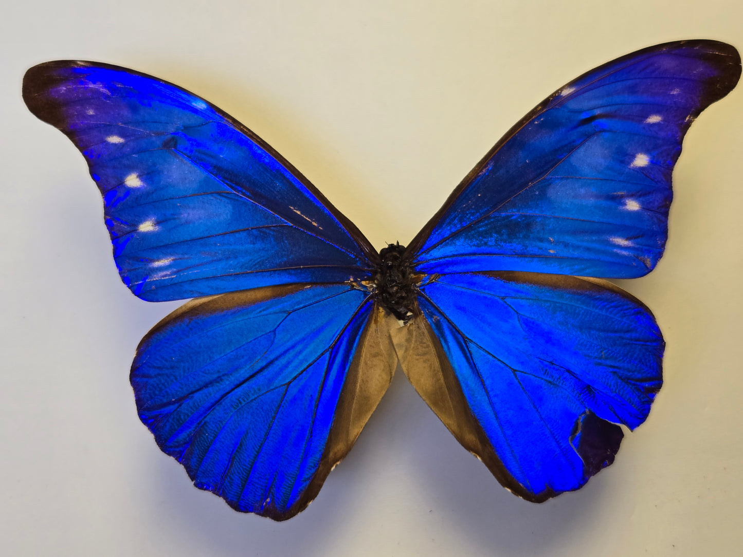 Blue Morpho, Spread Morpho rhetenor cacica A- LOT 434