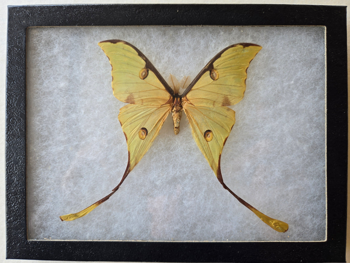 Framed Argema mimosae, African Moon Moth