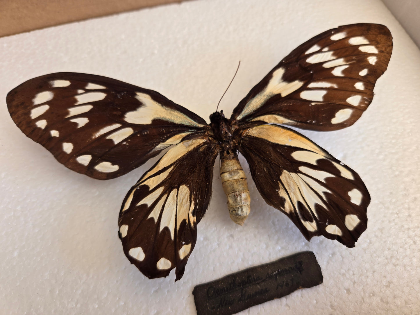 Ornithoptera victoriae regina 1967 Spread Birdwing Lot 450