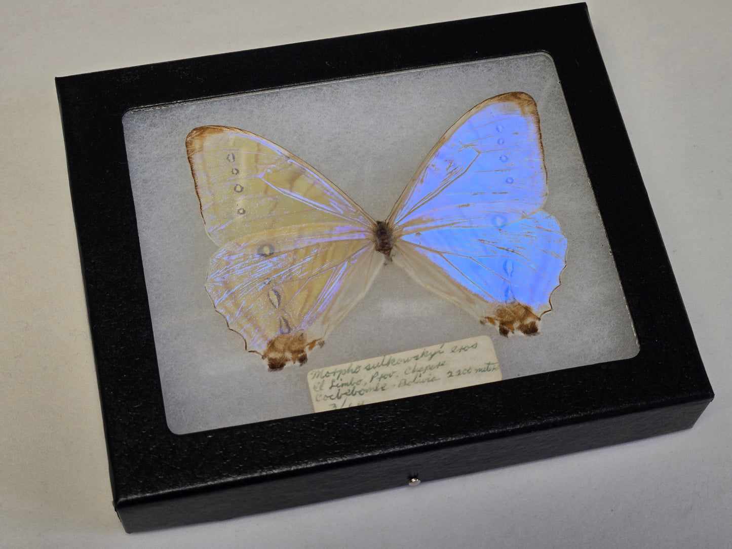 Framed vintage Morpho sulkowskyi 1964