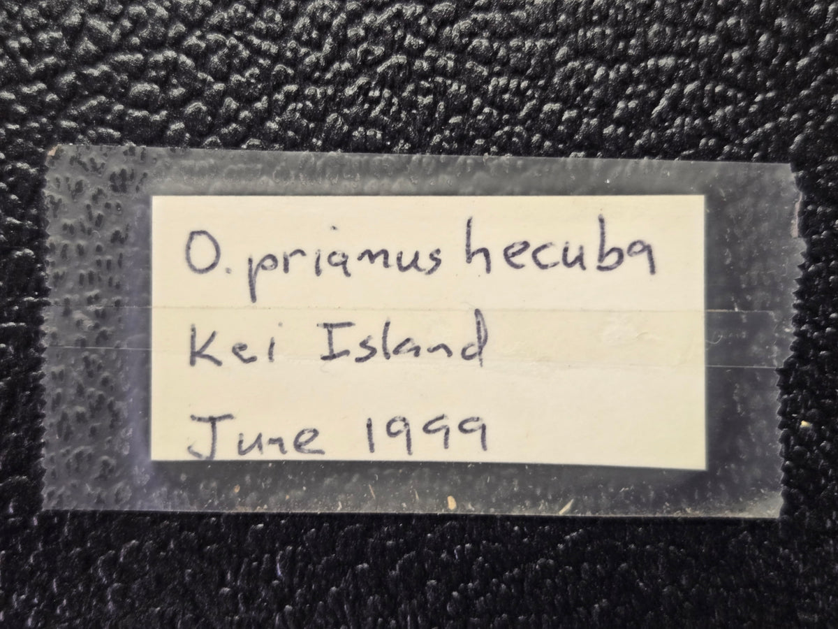 Ornithoptera priamus hecuba, Birdwing PAIR- Kai Island, 1999