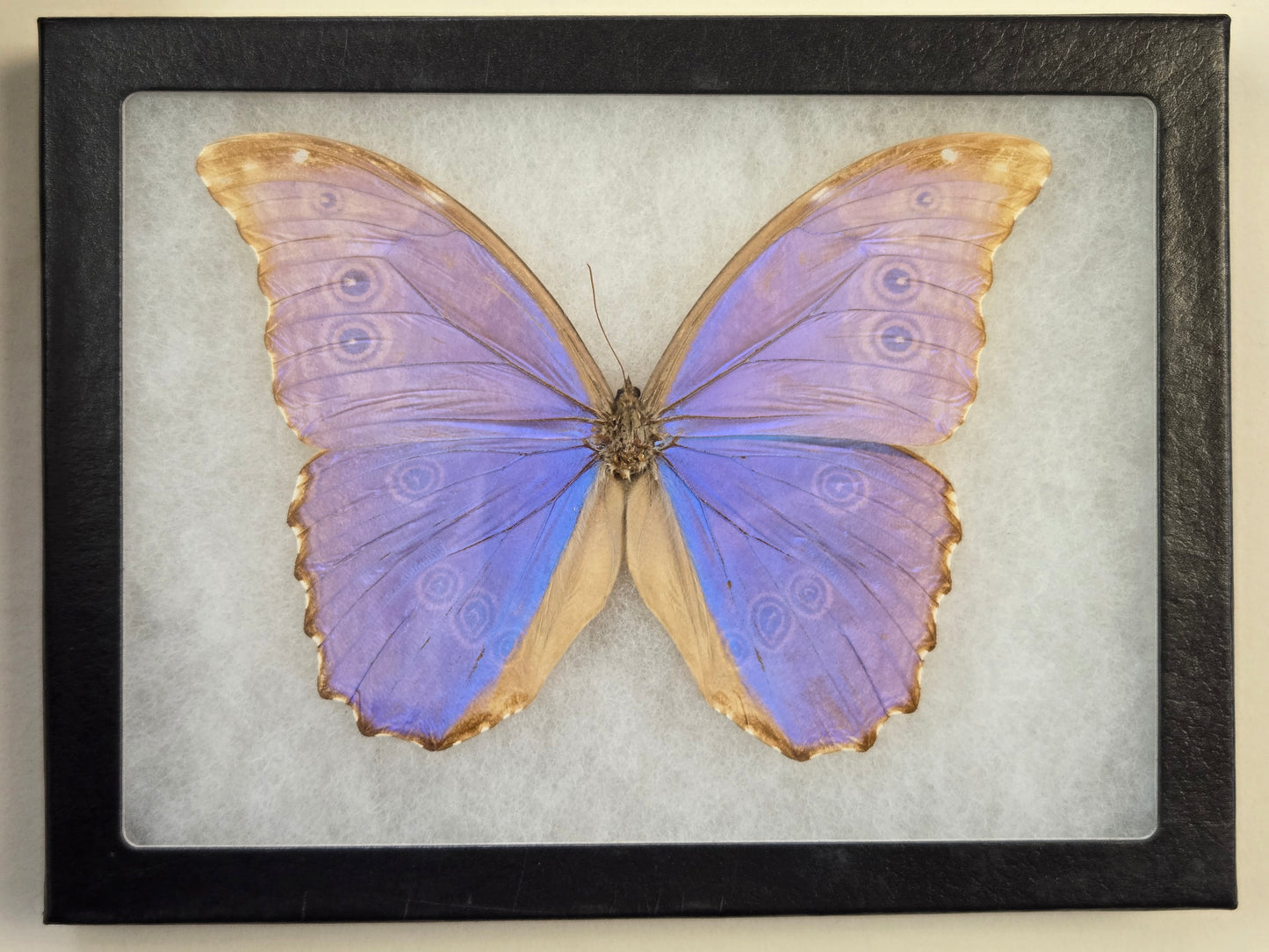Vintage 1967 Blue Morpho didius Butterfly Framed