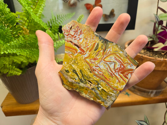 Polished Petrified Wood Slab Fossil/Mineral Collection LOT 435