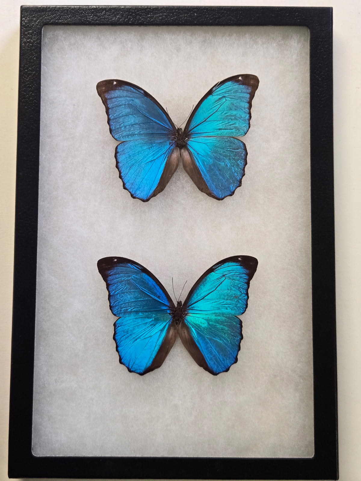 Framed Morpho menelaus Duo