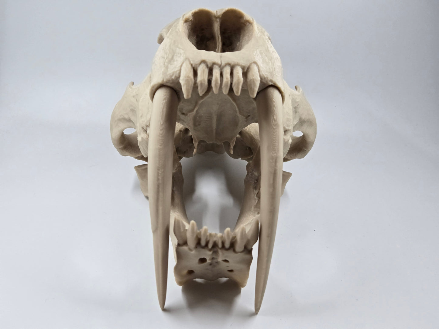 Saber-tooth Tiger Skull Exact Replica, Full Size, Smilodon fatalis