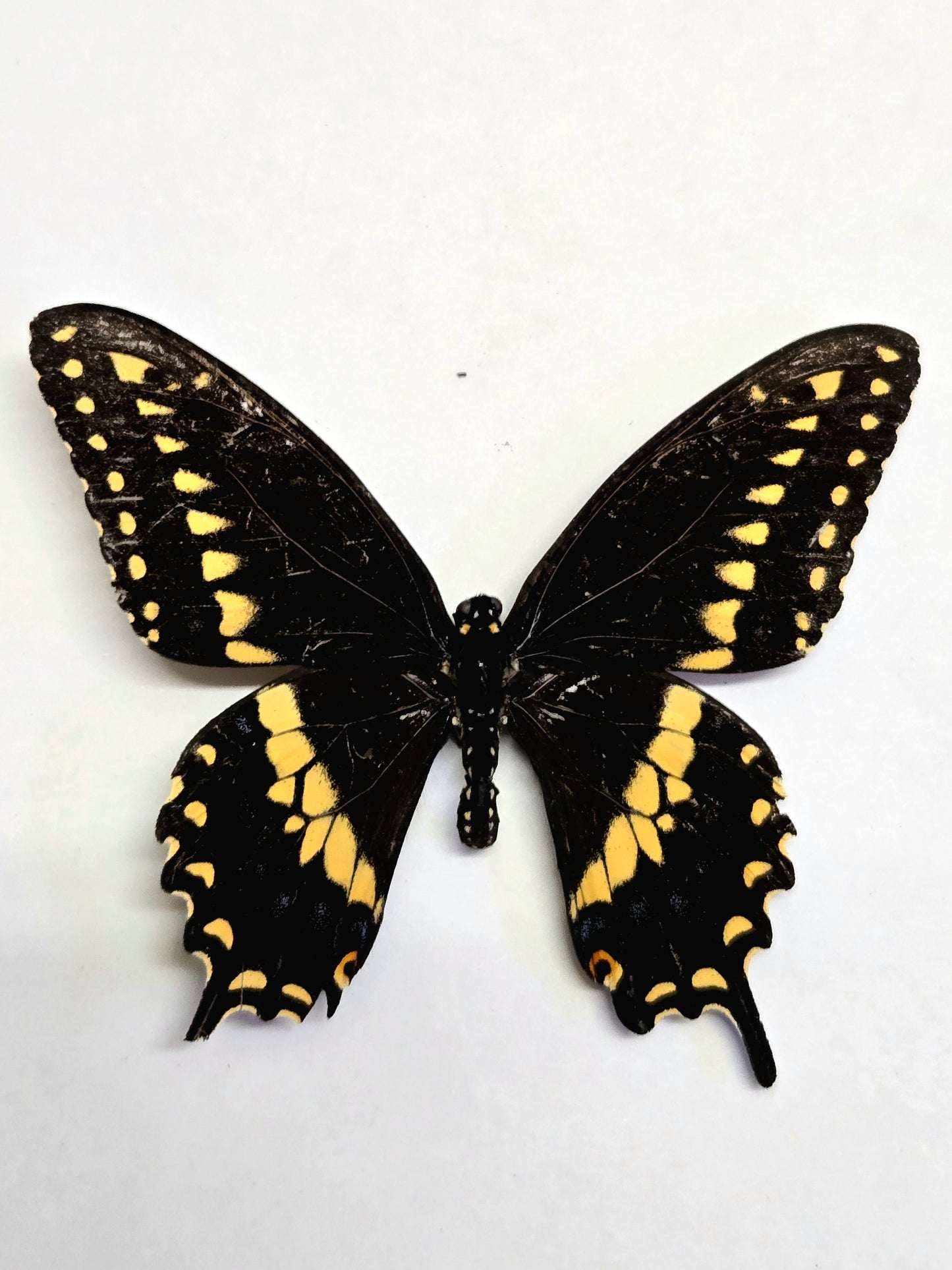 Spread Black Swallowtail Papilio polyxenes A- LOT 403