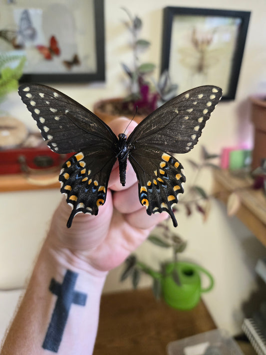 Spread Black Swallowtail Papilio polyxenes LOT 446