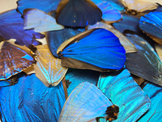 REAL Blue Morpho Butterfly Wings CRAFT GRADE