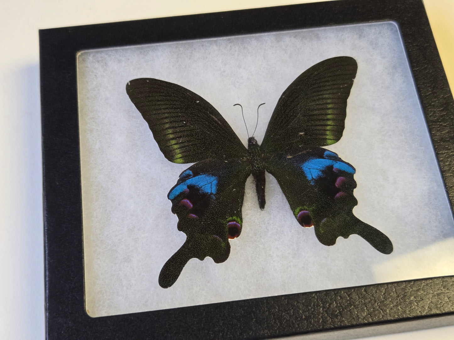 FRAMED Papilio arcturus, Blue Peacock