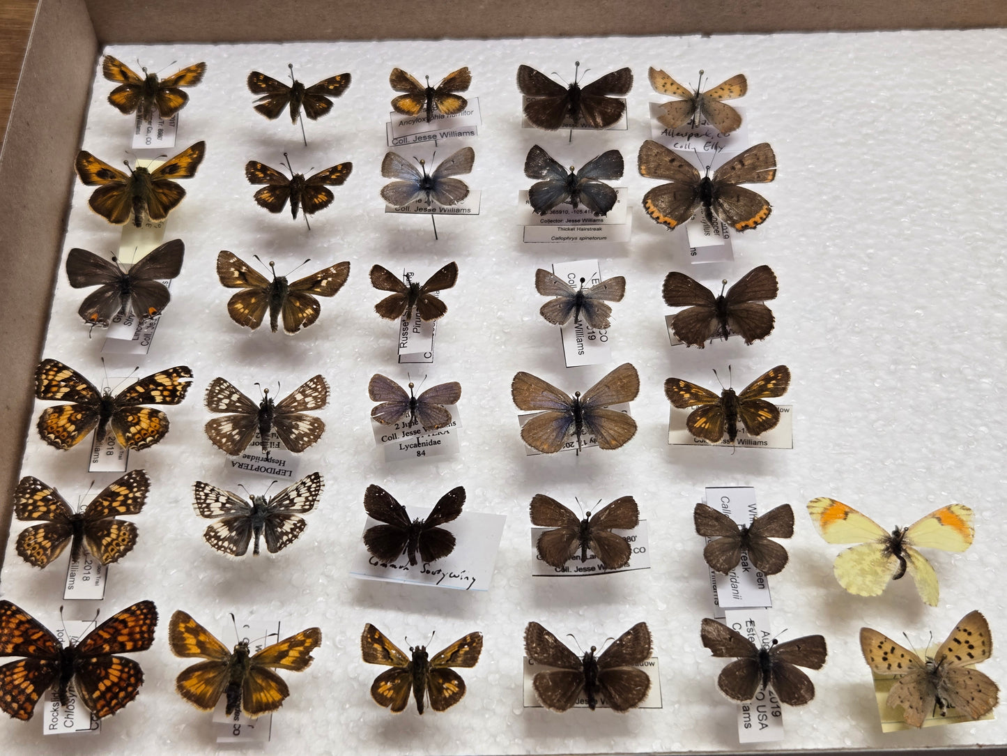 30+ Collection of Small Spread Butterflies LOT 401