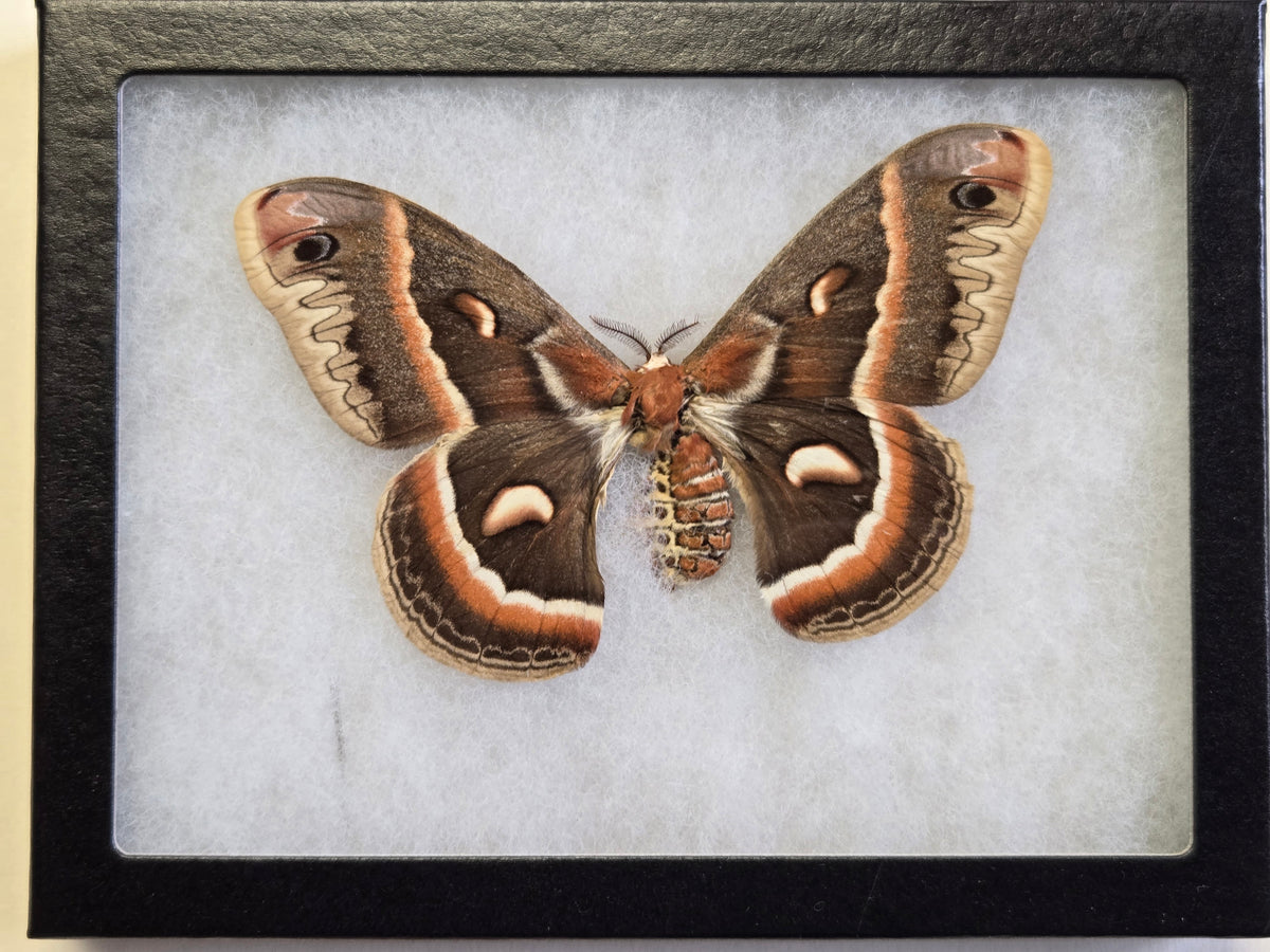 Framed Giant Ceropia Moth, Hyalophora cecropia