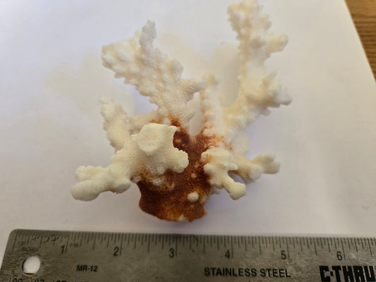 Real Large Coral Piece Fossil/Mineral Collection LOT 420