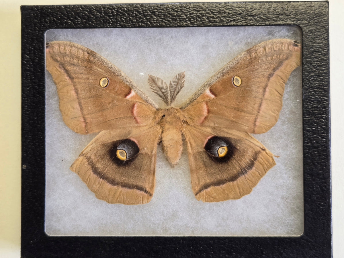 Framed Polyphemus Moth, Antheraea polyphemus