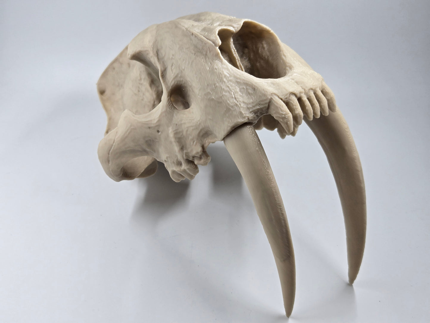 Saber-tooth Tiger Skull Exact Replica, Full Size, Smilodon fatalis