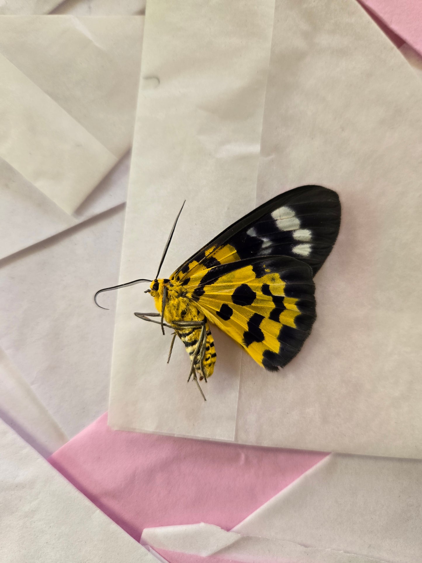 Dysphania militaris, Tiger Moth, unspread