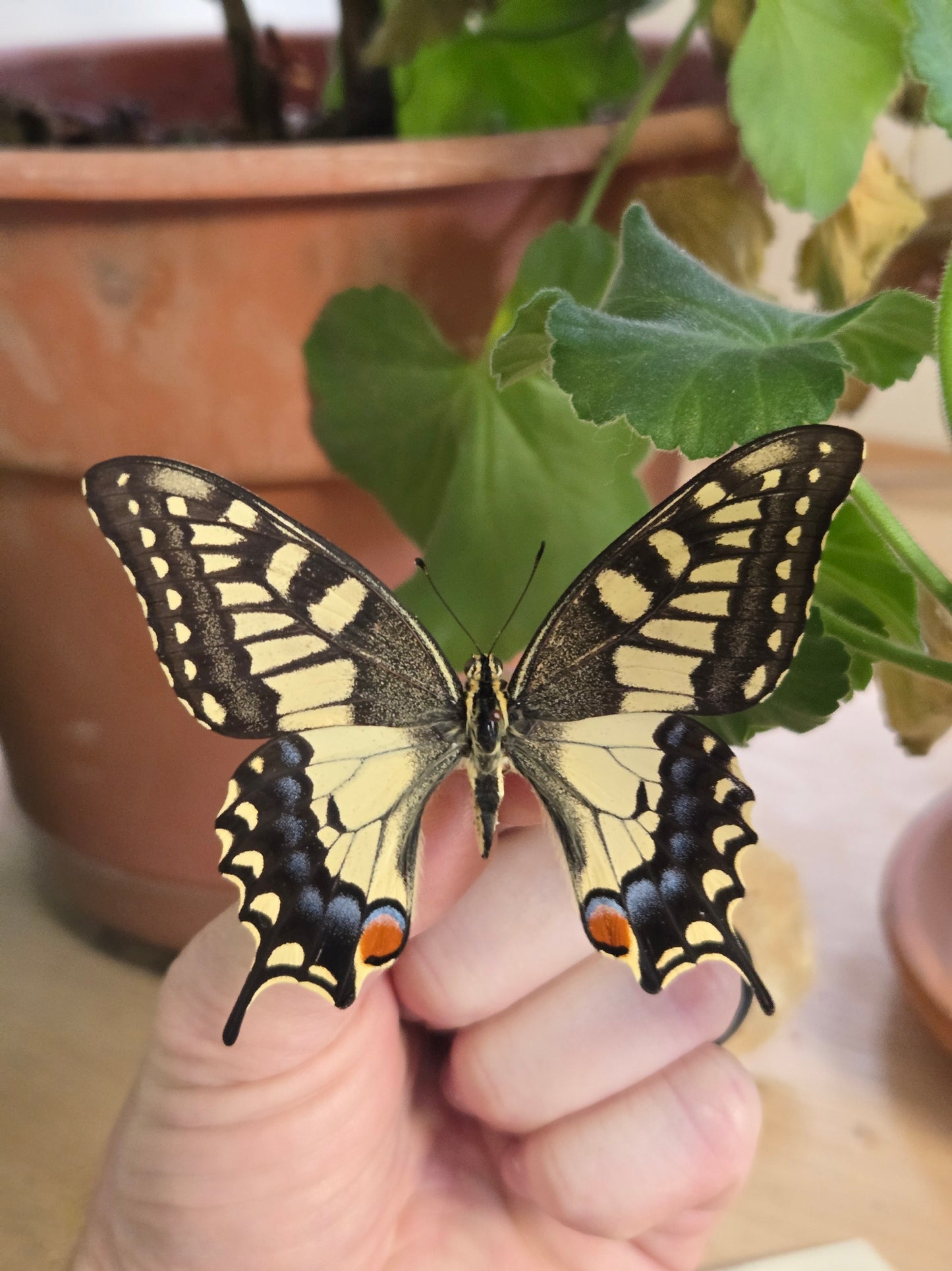 Old World Tiger Swallowtail, Papilio machaon