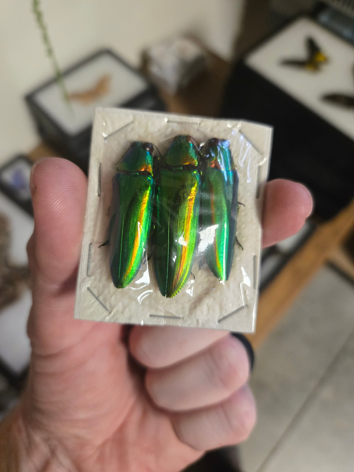 Chrysochroa rajah 'King Jewel Beetle' Pack of 3
