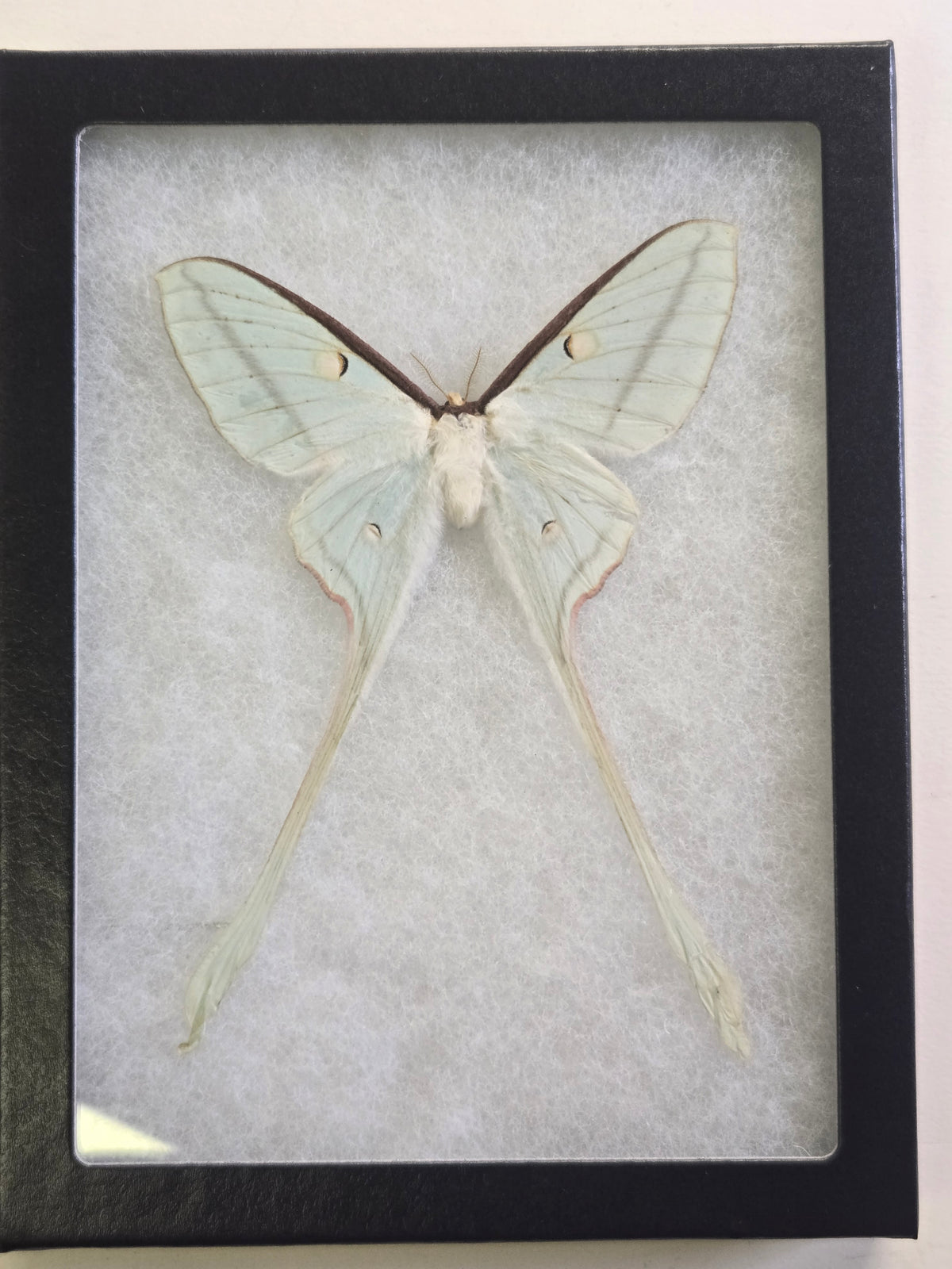 Framed Actias species, Unidentified Moon Moth