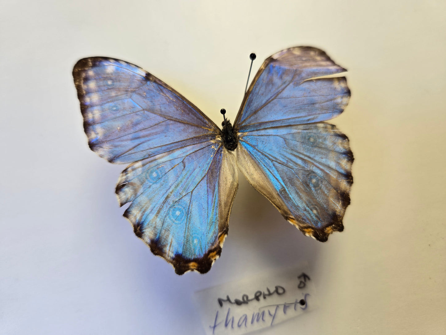 Blue Morpho, Spread Morpho portis thamyris A2 LOT 432