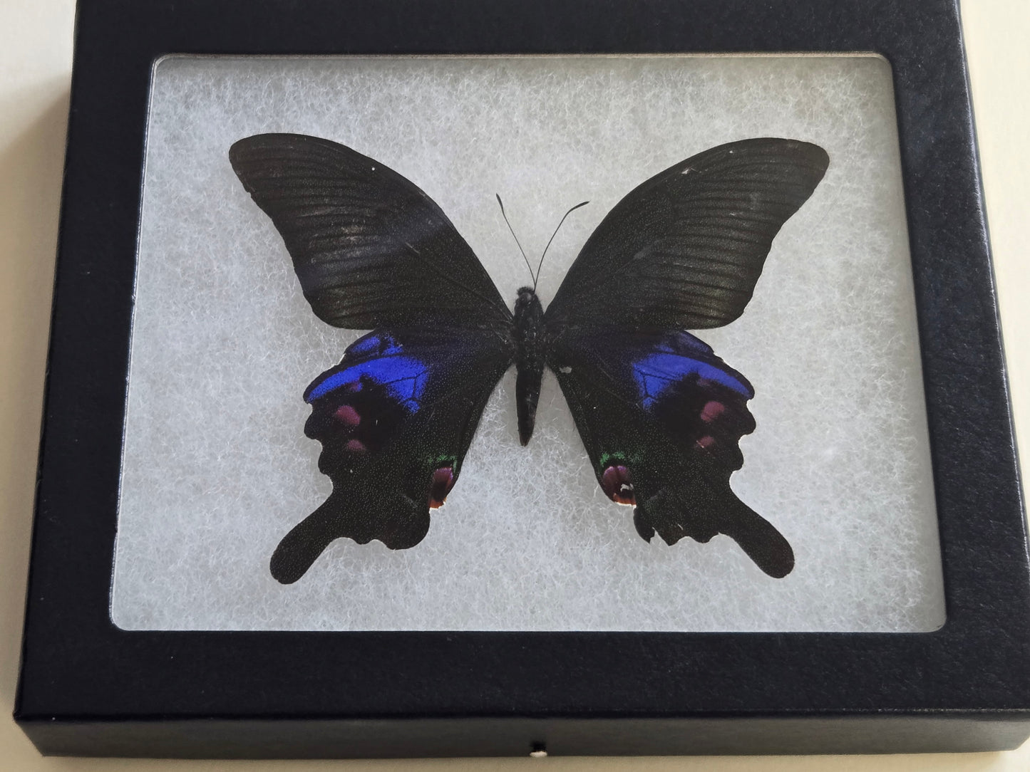 FRAMED Papilio arcturus, Blue Peacock