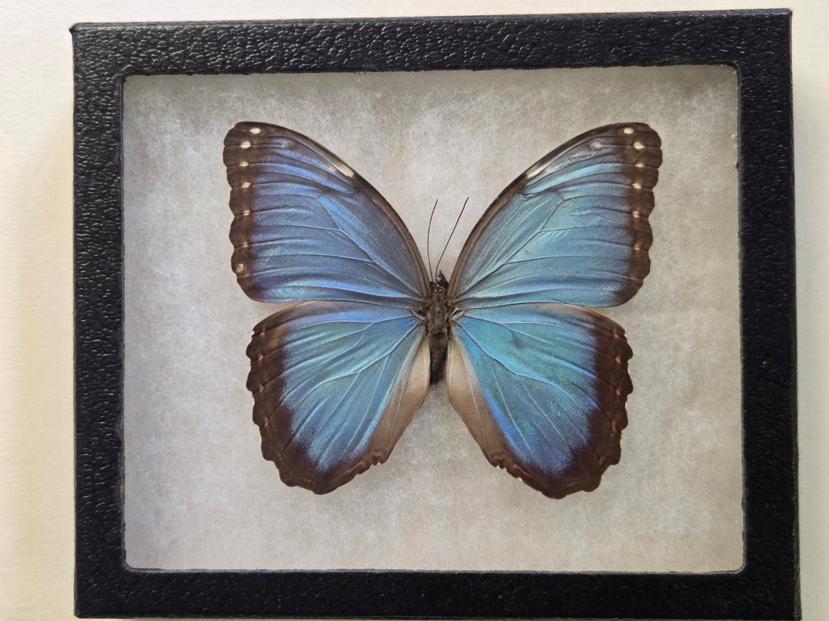 Framed Blue Morpho peleides