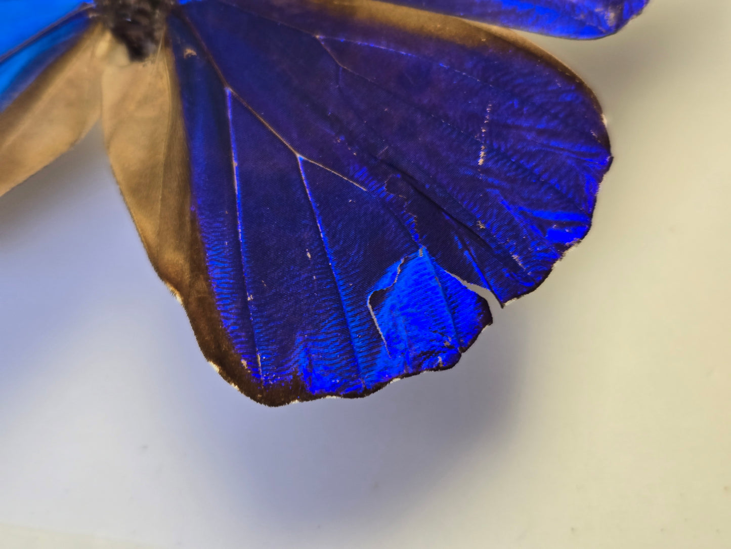 Blue Morpho, Spread Morpho rhetenor cacica A- LOT 434