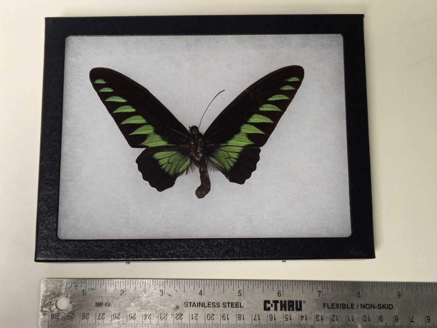 Riker framed Trogonoptera brookiana Birdwing