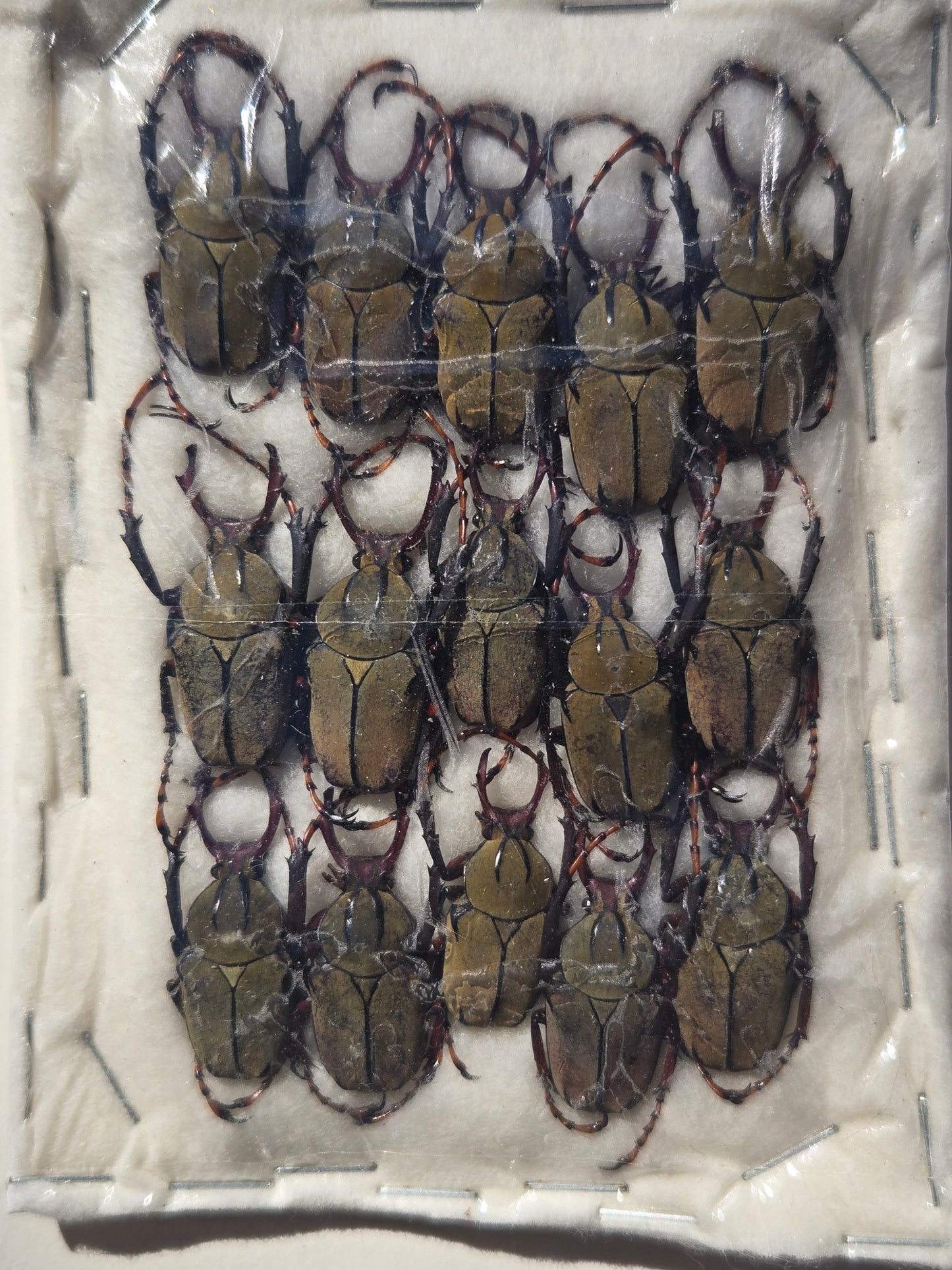 BULK Reindeer Beetle 'Dicranocephalus wallichii' (PACK of 15)