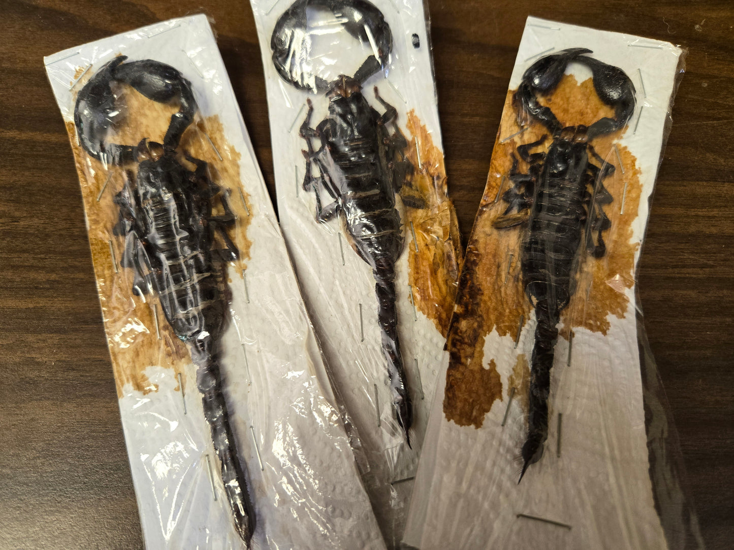 Damaged LARGE Scorpions