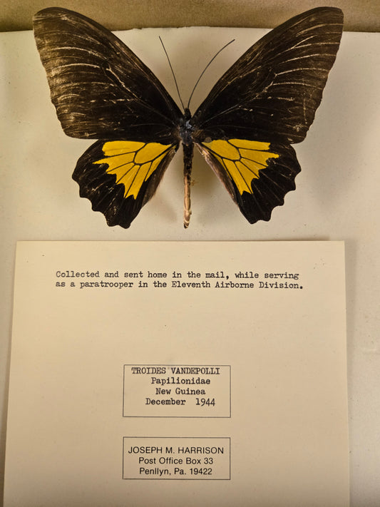 HISTORICAL RARITY! Please Read! Spread Birdwing A2 LOT 431