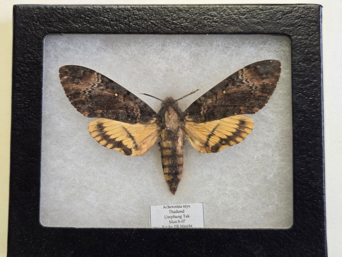 Framed Deathhead Moth, Acherontia styx