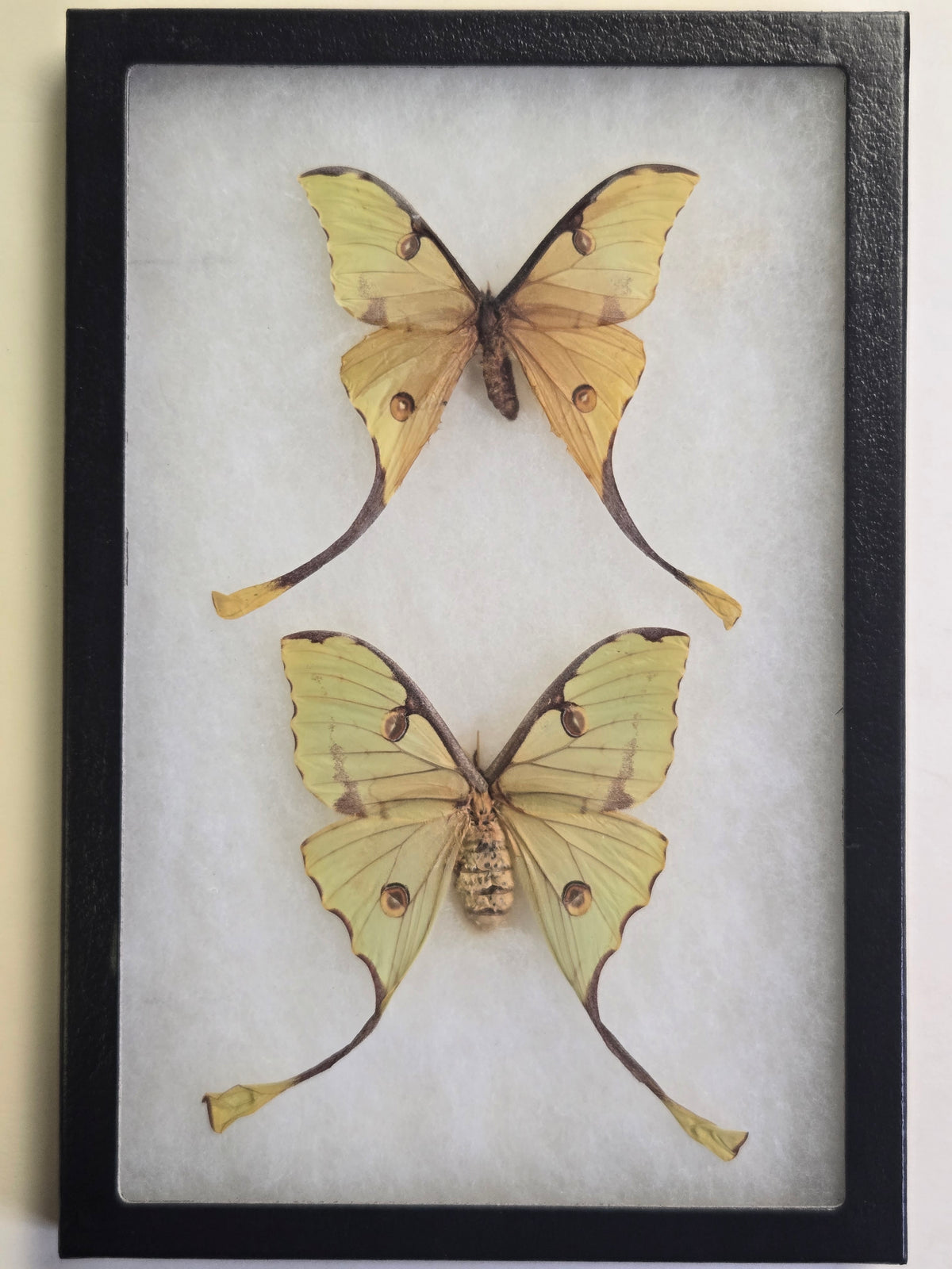 Framed Actias mimosae, Moon Moth PAIR