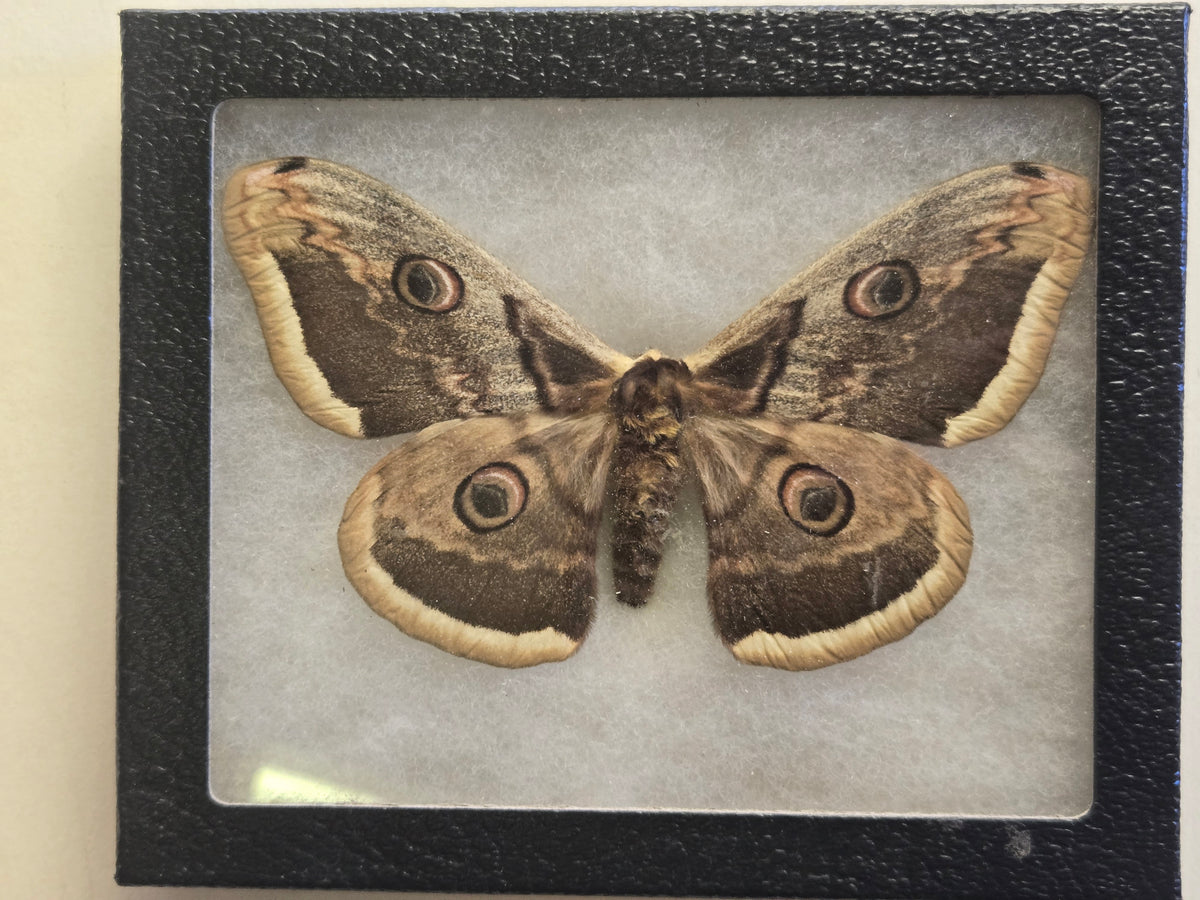 Framed Saturnia pyri, Giant Peacock moth