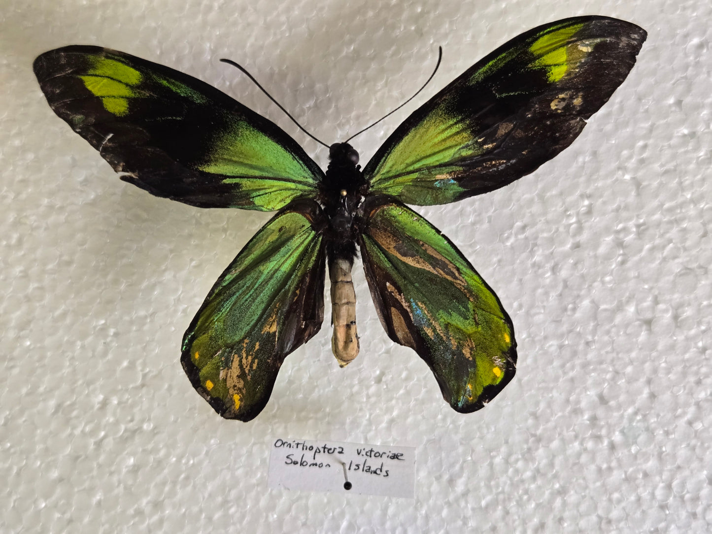 RARE Spread Ornithoptera victoriea A2 LOT 430