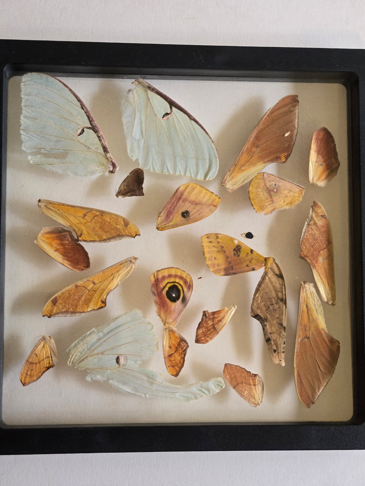 Mixed Moth Wings A2