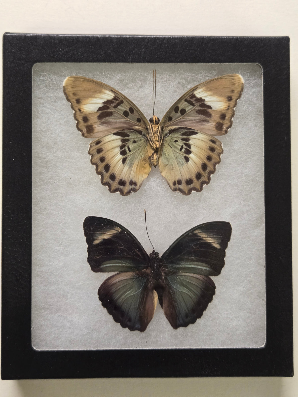 Framed Euphaedra preussi + ceres
