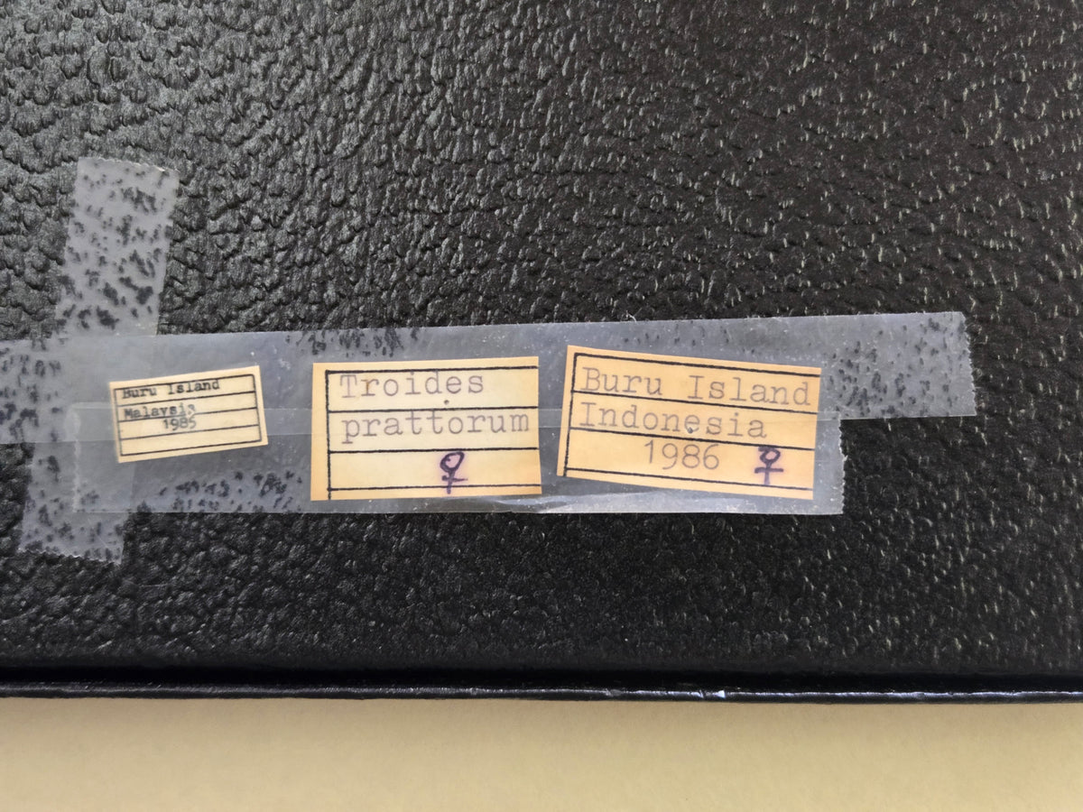 Framed RARE Troides prattorum BIRDWING PAIR -Buru Is., 1985-86