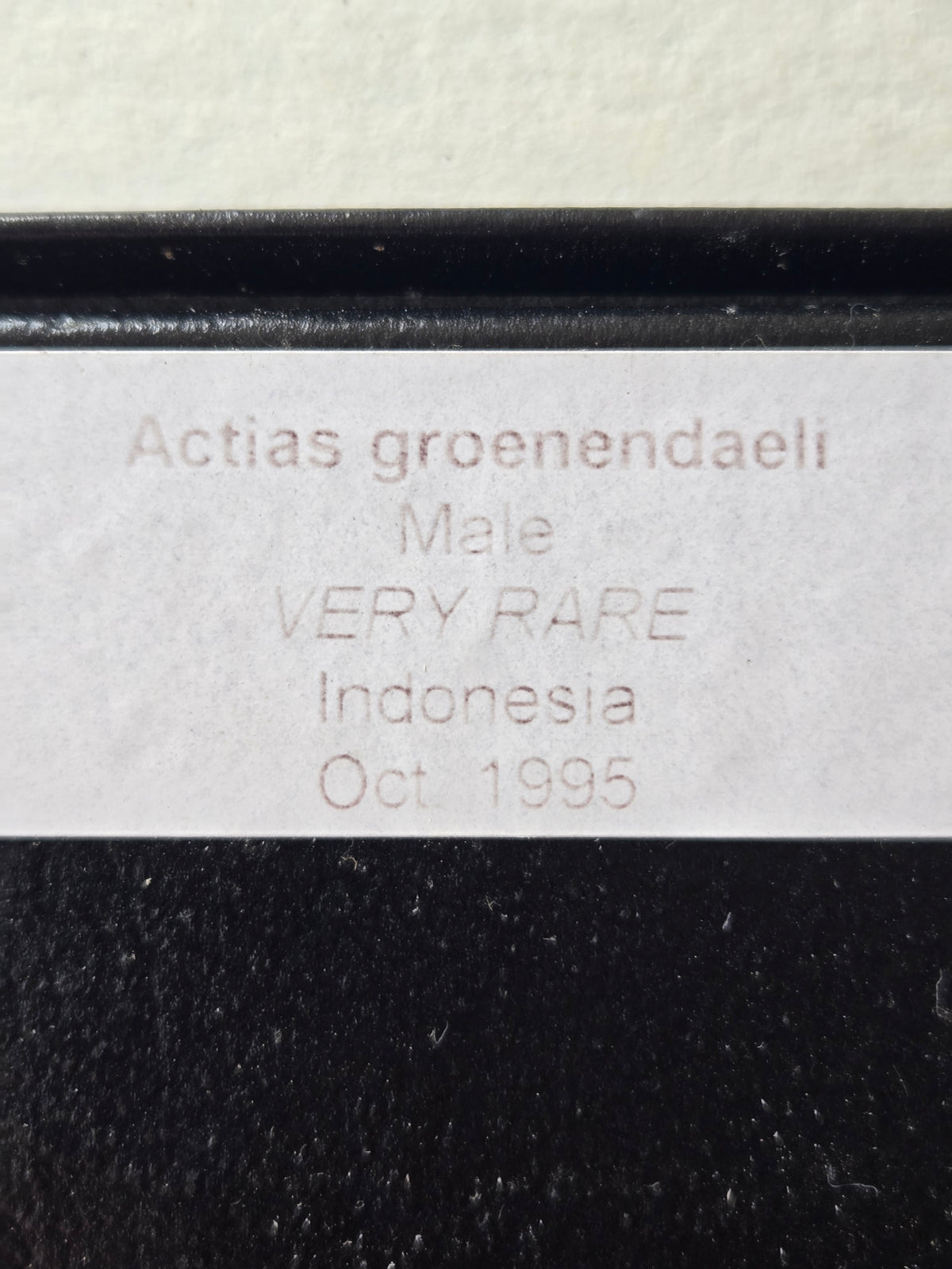 Framed Actias groenendaeli, RARE Moon Moth Historical Collection