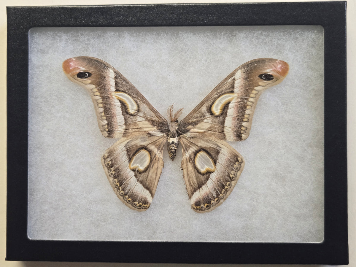 Framed Epiphora rectifascia, RARE African Saturn Moth (Copy)