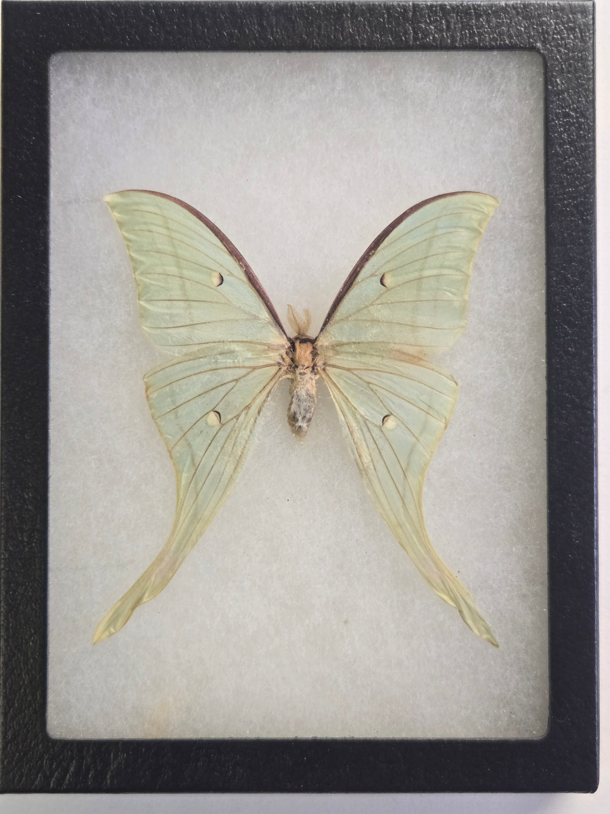Framed Actias ningpoana, Moon Moth, China