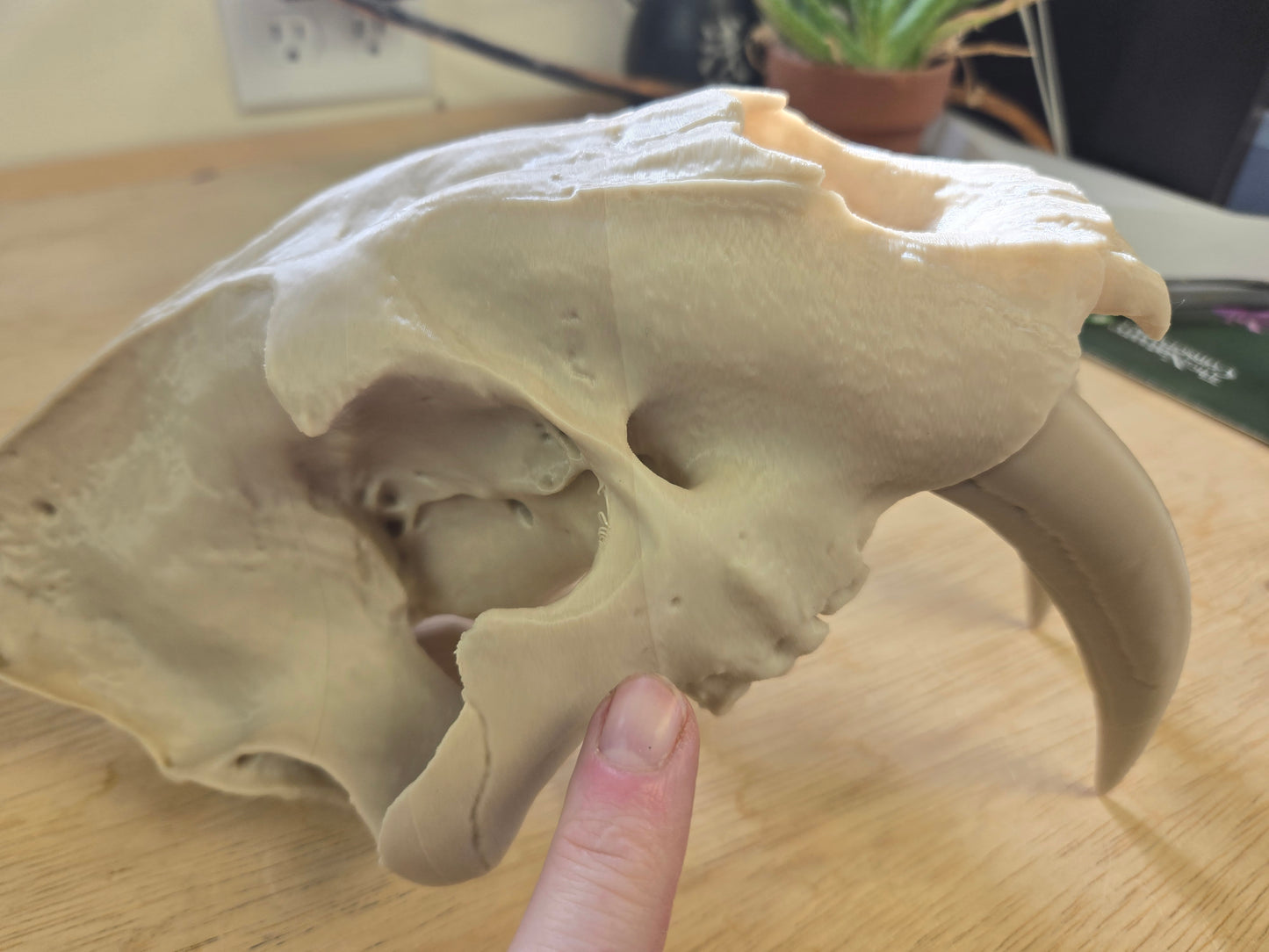 Saber-tooth Tiger Skull Exact Replica, Full Size, Smilodon fatalis MISPRINT/DAMAGE Lot 307