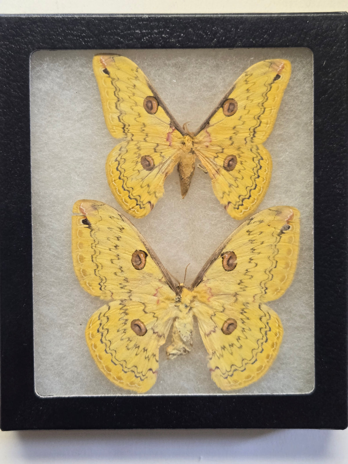 Framed Loepa katinka, Golden Emperor Moth PAIR