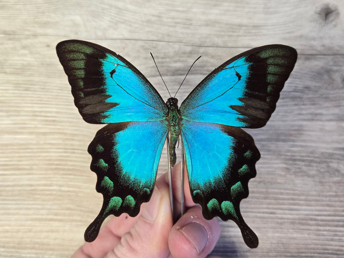 Papilio lorquinianus, 'Sea Green Swallowtail', Wings closed