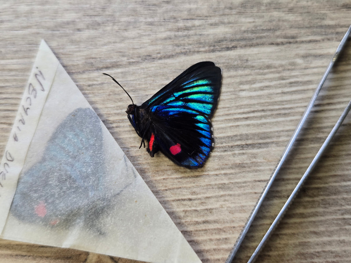 Necyria duellona, Iridescent Blue Metalmark