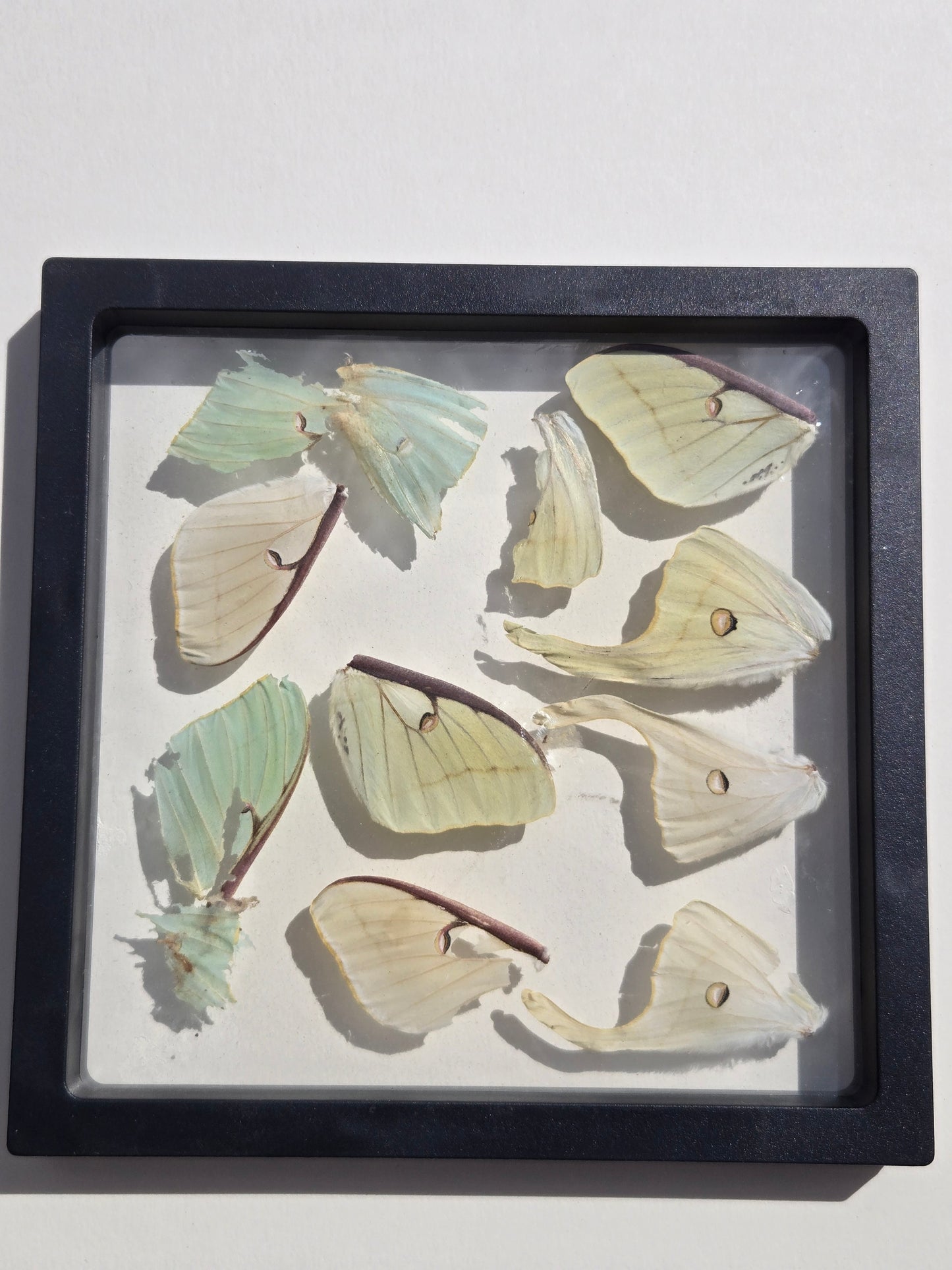 Real Luna Moth Wings A2