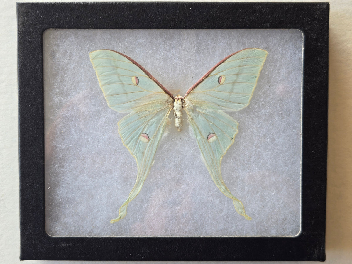 Framed Actias chrisbrechlinae (viviana), RARE ' New Species' Moon Moth