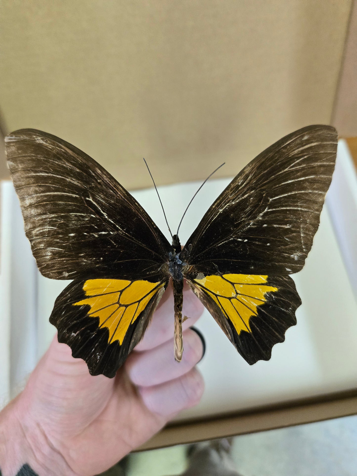 HISTORICAL RARITY! Please Read! Spread Birdwing A2 LOT 431