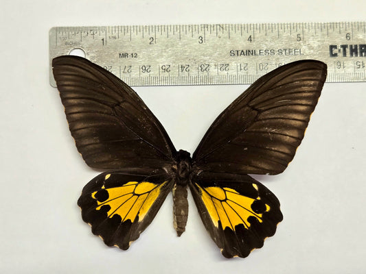Spread Golden Troides Birdwing A2 LOT 404