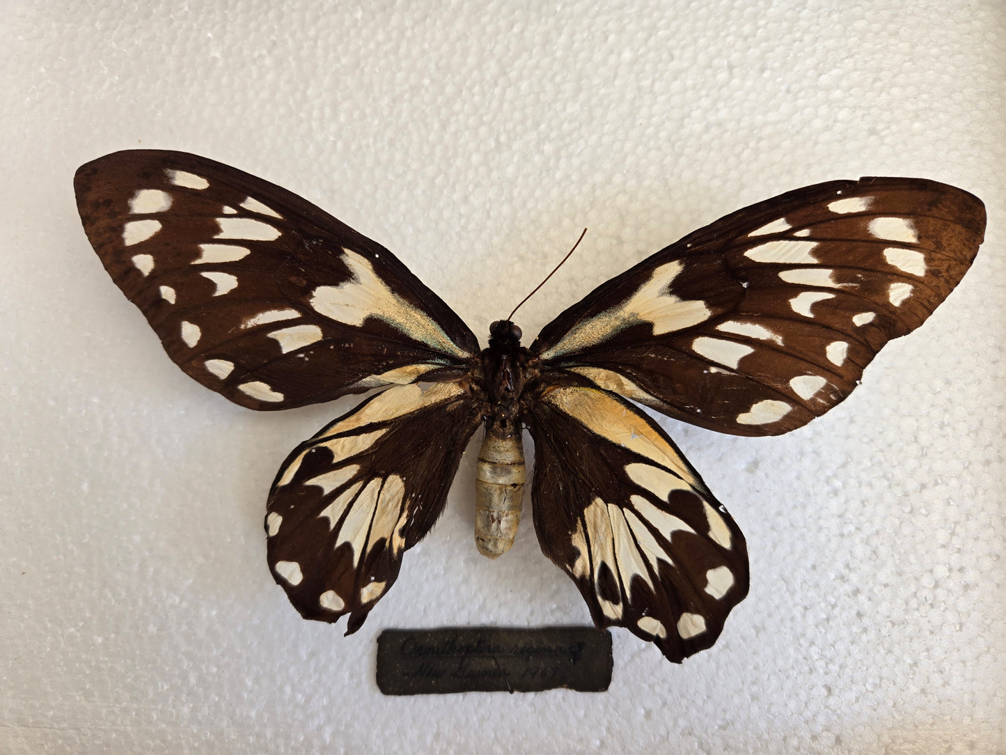 Ornithoptera victoriae regina 1967 Spread Birdwing Lot 450