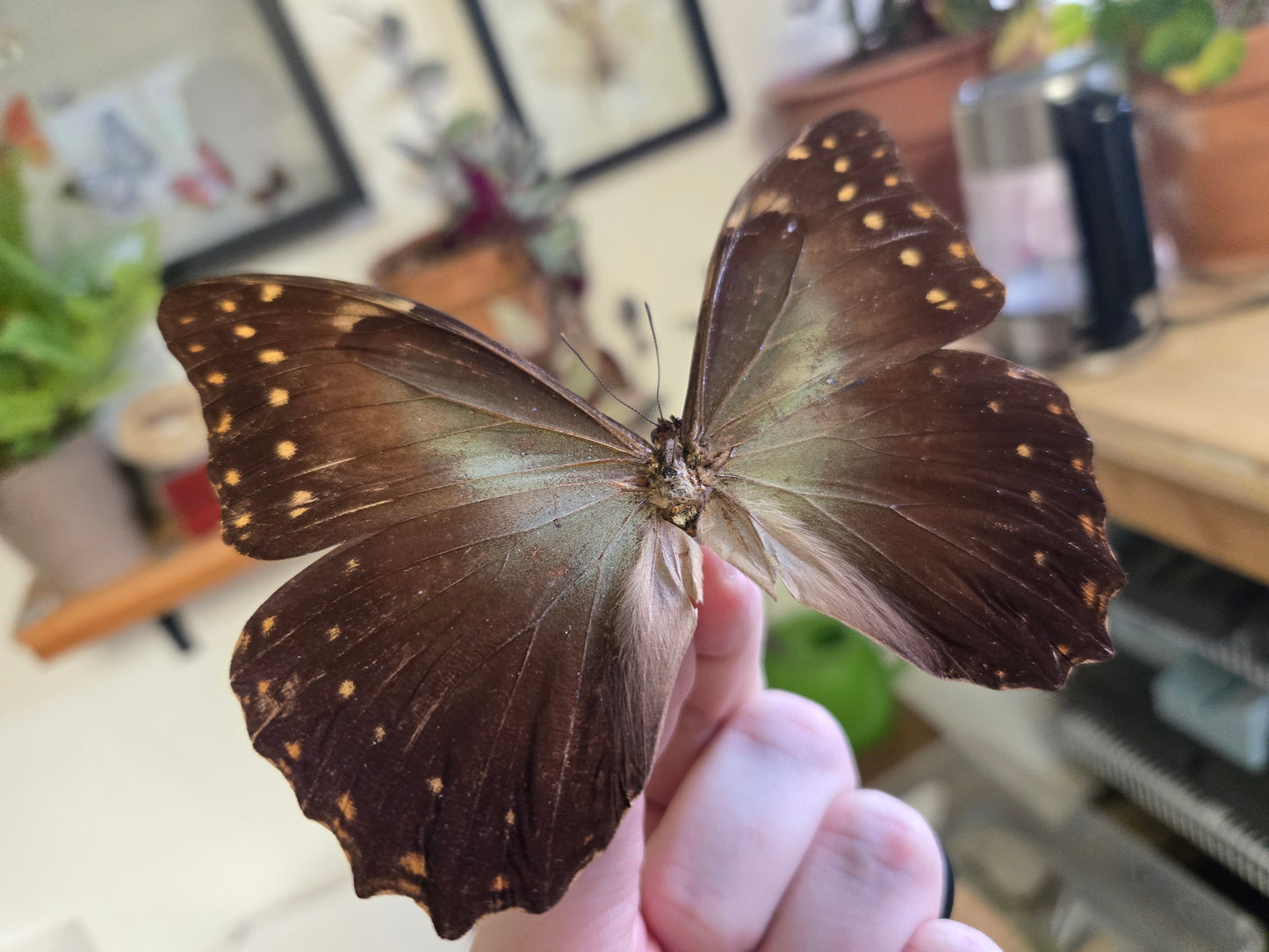Morpho hercules, Spread LOT 445
